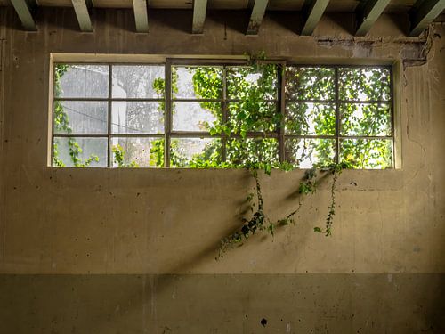 Window with plants