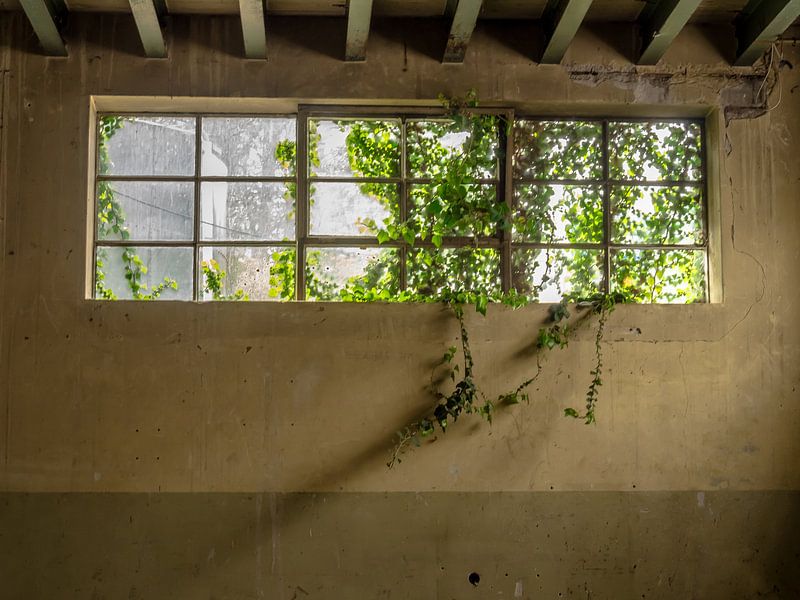 Raam met planten van Martijn Tilroe