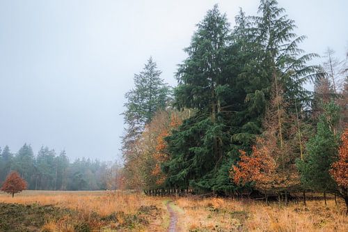 Hoge bomen en mist in het Evertsbos