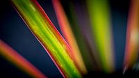 Spectrum