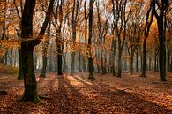 Herfst in beukenbos (rode versie) van Cor de Hamer thumbnail