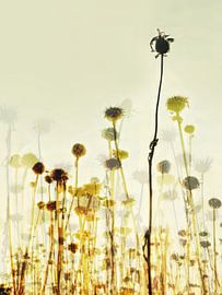 Die Felder MVII von Zand