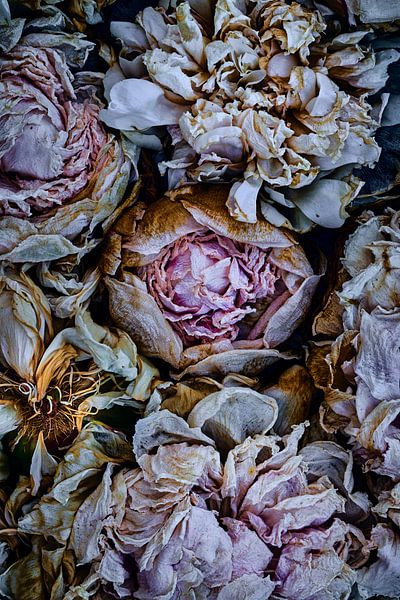 Peonies by Jenco van Zalk