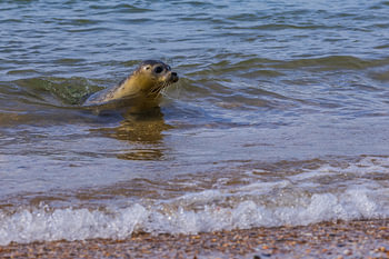 Een zeehond in de branding van de zee