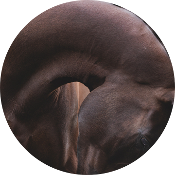 Equine Fine-Art van Estelle Roelofs