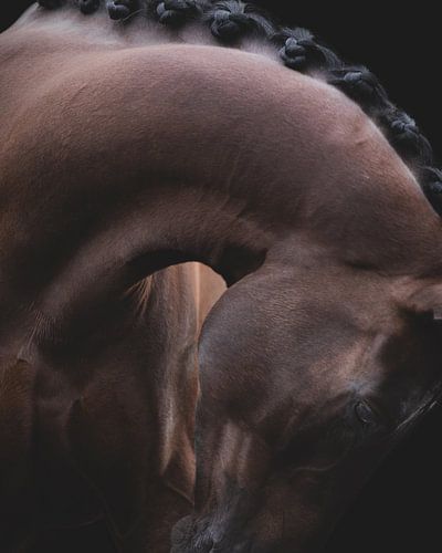 Equine Fine-Art