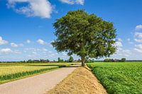 typisch Hollands polder landschap Anna Paulowna