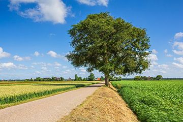 typisch Hollands polder landschap Anna Paulowna van eric van der eijk