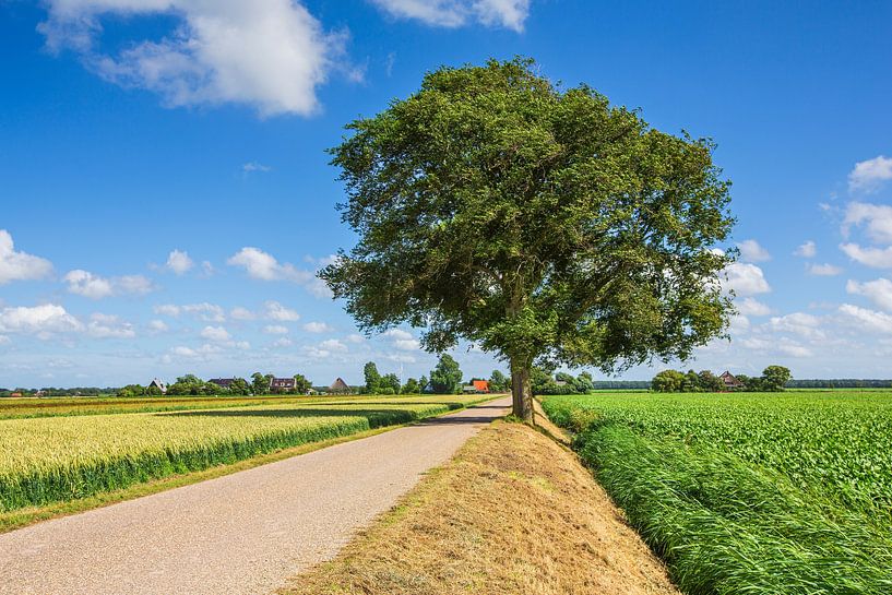 typical Dutch polder landscape by eric van der eijk