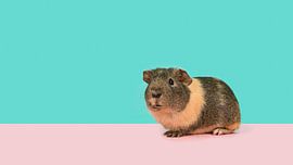 Cavia van Elles Rijsdijk