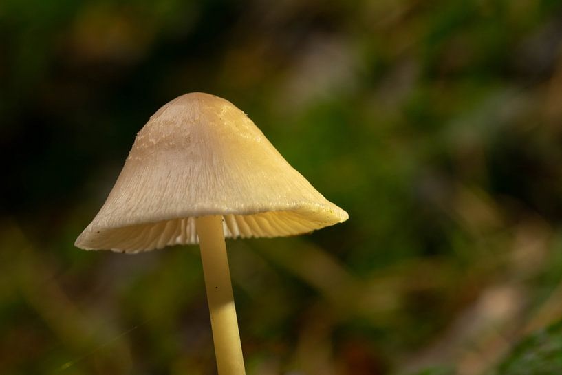 Macro foto van een hoed van een paddestoel van Robin Verhoef