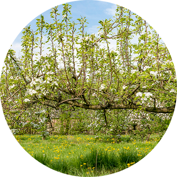 Lente in de boomgaard met oude appelbomen van Sjoerd van der Wal Fotografie