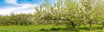 Lente in de boomgaard met oude appelbomen van Sjoerd van der Wal