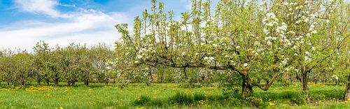 Le printemps dans le verger avec de vieux pommiers