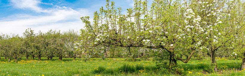 Frühling im Obstgarten mit alten Apfelbäumen von Sjoerd van der Wal Fotografie