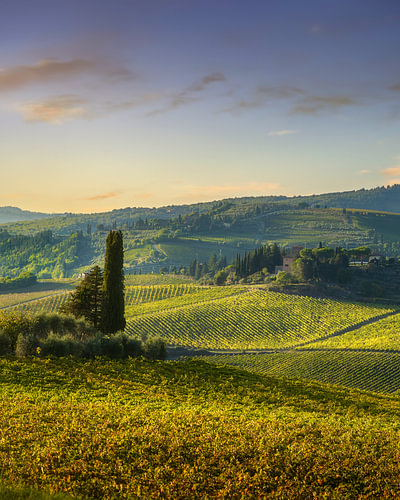 Chianti-Weinberge im Herbst in der Nähe von Panzano, Toskana, Italien