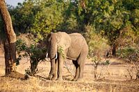 Olifant, South Luangwa National Park