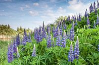Lupinen in het wild
