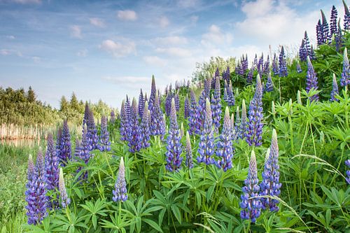 Lupinen in het wild van Wim de Lange