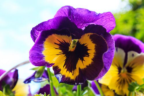 Viooltje in de mooie kleuren geel en paars. 