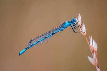 blauwe waterjuffer zittend op een grasspriet van Mario Plechaty Photography