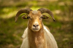 Schaap portret