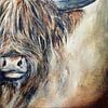 Scottish Highlander (scottic highlander) by Els Fonteine