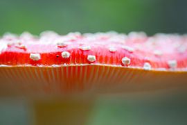 Vliegenzwam van Linda Schimandl