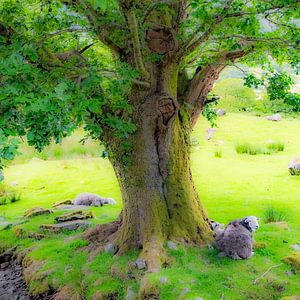 Moutons sous un arbre, Lake District, Angleterre.