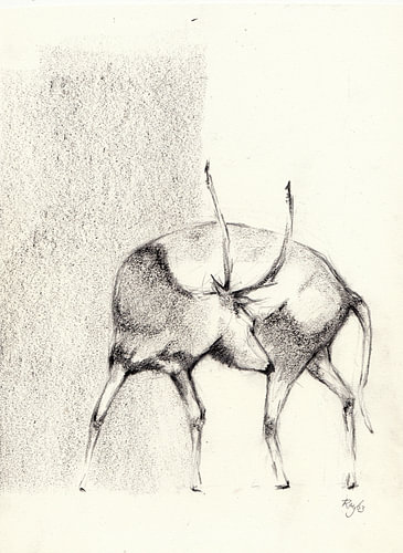 Deer