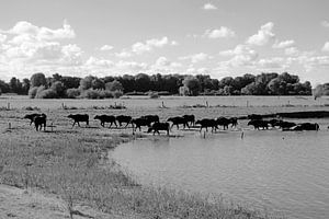 Buffles d'eau en mouvement