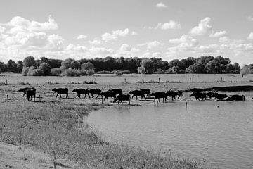 Waterbuffels op pad van Framed by Elisabeth