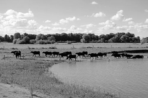 Water buffalo on the move