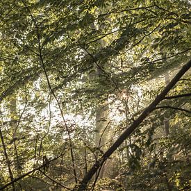 Sunbeams in the forest by Tessa Dommerholt