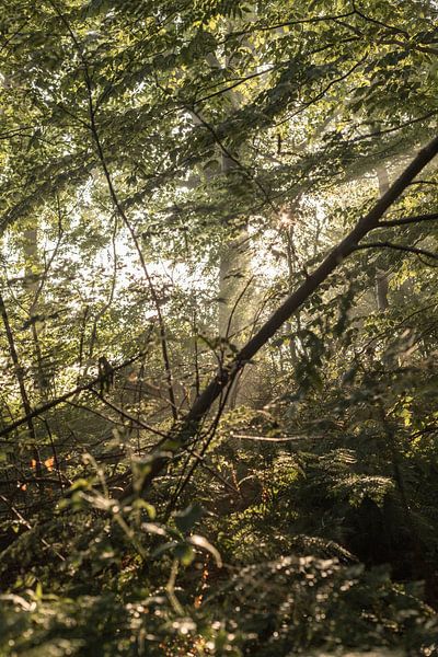 Zonnestralen in het bos van Tessa in Focus