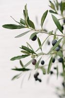 Olijfboom | Olijftakken | Botanische foto | Groen