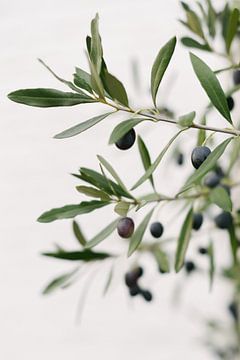 Olivier | Branches d'olivier | Photo botanique