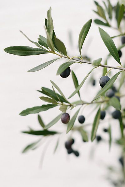 Olivier | Branches d'olivier | Photo botanique par Mirjam Broekhof