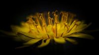 Paardenbloem