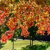 Kleurrijke boom in een park in de herfst van Animaflora PicsStock