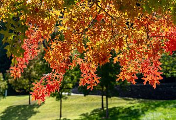 Kleurrijke boom in een park in de herfst van Animaflora PicsStock