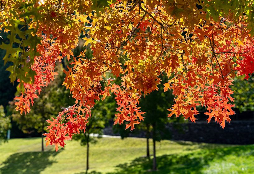 Arbre coloré dans un parc en automne par Animaflora PicsStock