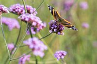 Nectar de papillon (Vanessa atalanta) sur des fleurs de lilas Verbena bonariensis