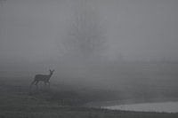 Chevreuils dans le brouillard matinal 2