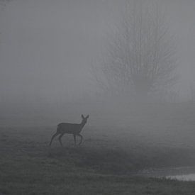 Deer in morning fog 2 by Pauline Bergsma