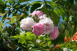 Fons 12 by Fons Hayes