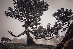 The Guardian Ent | Fanal | Madeira | Landschaft
