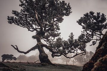 The Guardian Ent | Fanal | Madeira | Landschap van Daan Duvillier | Dsquared Photography