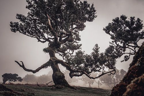 The Guardian Ent | Fanal | Madère | Paysage