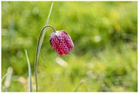 Kiewitsbloem